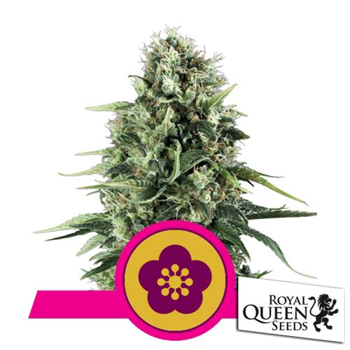 ROYAL QUEEN SEEDS - POWER FLOWER FEM - 3 SEEDS