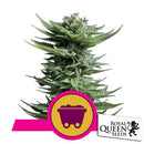 ROYAL QUEEN SEEDS - SHINING SILVER HAZE FEM - 3 SEEDS