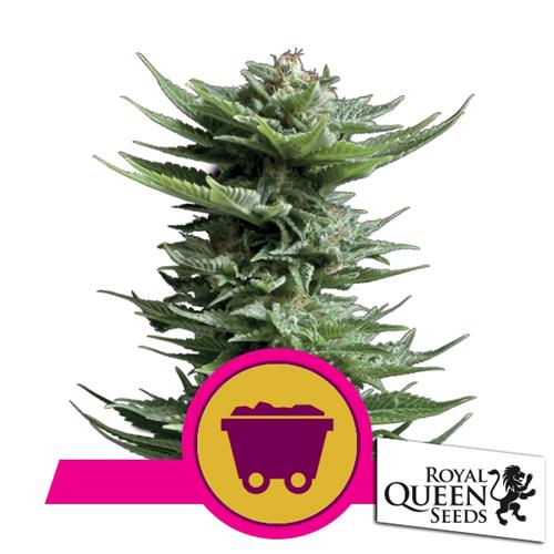 ROYAL QUEEN SEEDS - SHINING SILVER HAZE FEM - 3 SEEDS