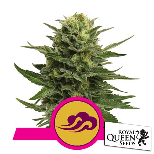 ROYAL QUEEN SEEDS - BLUE MYSTIC FEM - 3 SEEDS