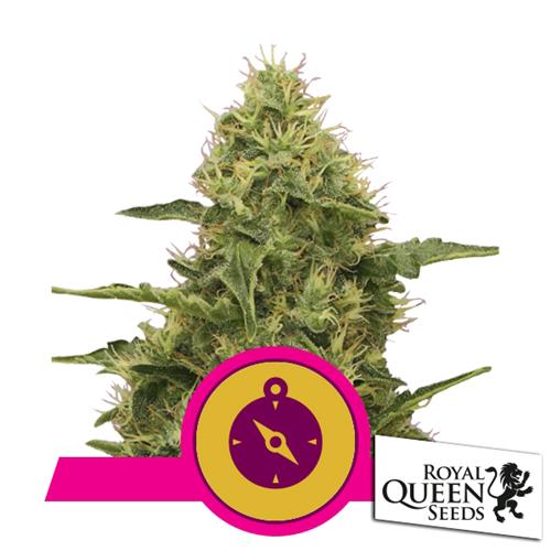 ROYAL QUEEN SEEDS - NORTHERN LIGHT FEM - 3 SEEDS