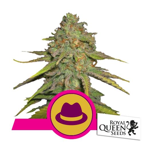 ROYAL QUEEN SEEDS - O.G. KUSH FEM - 3 SEEDS