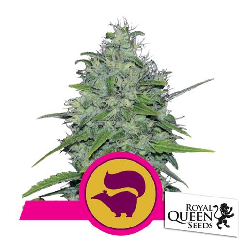ROYAL QUEEN SEEDS - SKUNK XL FEM - 3 SEEDS