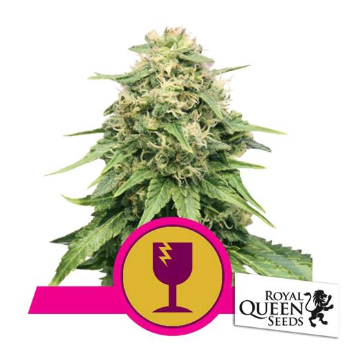 ROYAL QUEEN SEEDS - CRITICAL FEM - 10 SEEDS