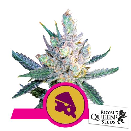 ROYAL QUEEN SEEDS - ROYAL CHEESE FEM FAST - 3 SEEDS