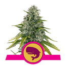 ROYAL QUEEN SEEDS - ROYAL MOBY FEM - 3 SEEDS
