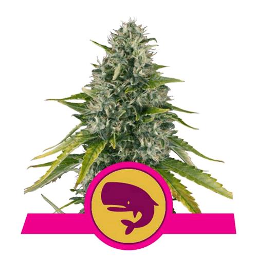 ROYAL QUEEN SEEDS - ROYAL MOBY FEM - 3 SEEDS