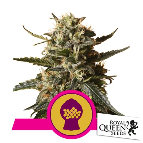 ROYAL QUEEN SEEDS - BUBBLEGUM XL FEM - 3 SEEDS