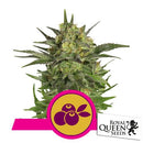 ROYAL QUEEN SEEDS - HAZE BERRY FEM - 3 SEEDS