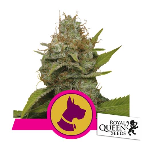 ROYAL QUEEN SEEDS - KALI DOG FEM - 3 SEEDS
