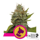 ROYAL QUEEN SEEDS - KALI DOG FEM - 5 SEEDS