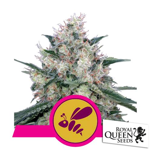 ROYAL QUEEN SEEDS - HONEY CREAM FEM FAST - 3 SEEDS
