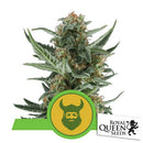 ROYAL QUEEN SEEDS - ROYAL DWARF AUTO - 3 SEEDS