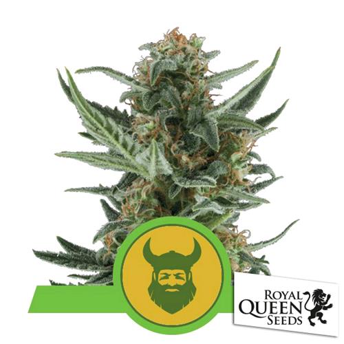 ROYAL QUEEN SEEDS - ROYAL DWARF AUTO - 3 SEEDS