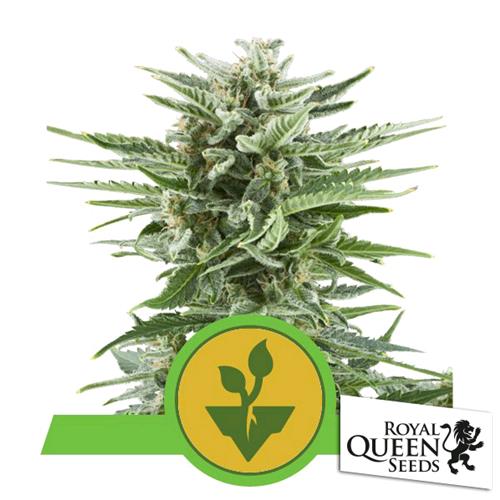 ROYAL QUEEN SEEDS - EASY BUD AUTO - 3 SEEDS