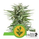 ROYAL QUEEN SEEDS - EASY BUD AUTO - 3 SEEDS