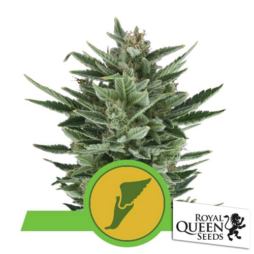 ROYAL QUEEN SEEDS - QUICK ONE AUTO - 3 SEEDS