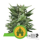 ROYAL QUEEN SEEDS - ROYAL KUSH AUTO - 3 SEEDS