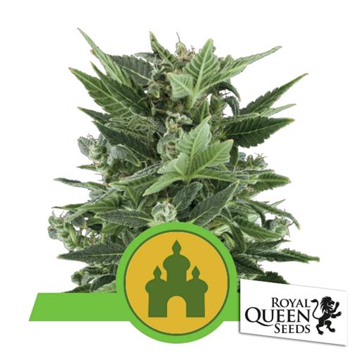 ROYAL QUEEN SEEDS - ROYAL KUSH AUTO - 3 SEEDS