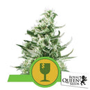 ROYAL QUEEN SEEDS - ROYAL CRITICAL AUTO - 25 SEEDS