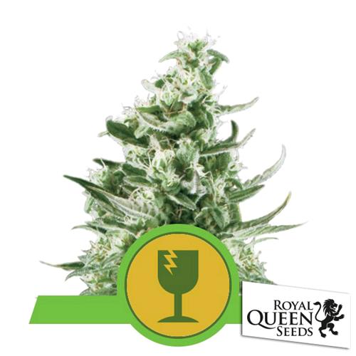 ROYAL QUEEN SEEDS - ROYAL CRITICAL AUTO - 3 SEEDS