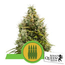 ROYAL QUEEN SEEDS - ROYAL AK AUTO - 3 SEEDS