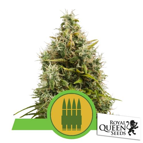ROYAL QUEEN SEEDS - ROYAL AK AUTO - 3 SEEDS