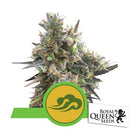 ROYAL QUEEN SEEDS - ROYAL BLUEMATIC AUTO - 3 SEEDS