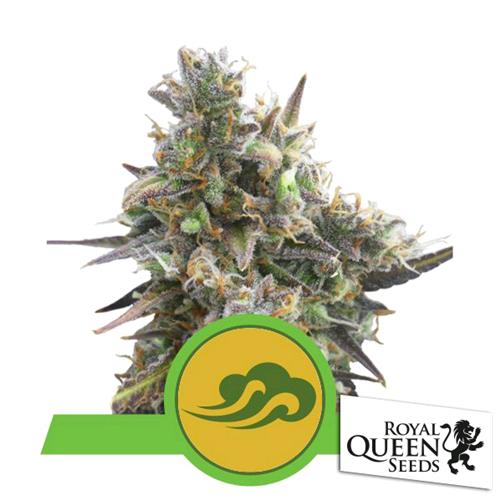 ROYAL QUEEN SEEDS - ROYAL BLUEMATIC AUTO - 3 SEEDS