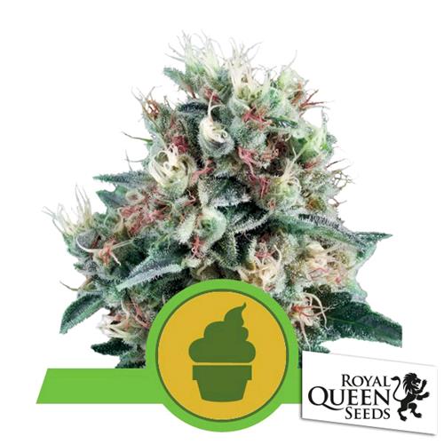 ROYAL QUEEN SEEDS - ROYAL CREAMATIC AUTO - 3 SEEDS