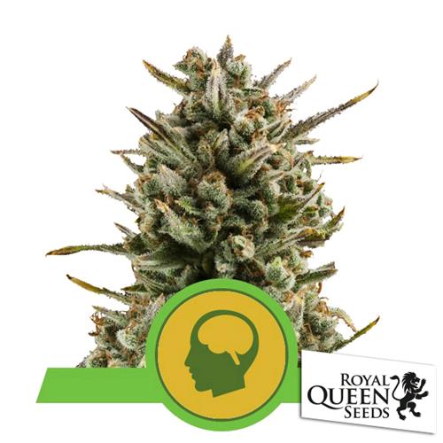 ROYAL QUEEN SEEDS - AMNESIA HAZE AUTO - 3 SEEDS