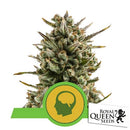 ROYAL QUEEN SEEDS - AMNESIA HAZE AUTO - 10 SEEDS