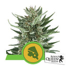 ROYAL QUEEN SEEDS - ROYAL CHEESE AUTO - 3 SEEDS