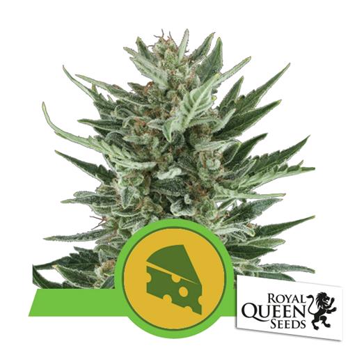 ROYAL QUEEN SEEDS - ROYAL CHEESE AUTO - 3 SEEDS