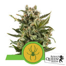 ROYAL QUEEN SEEDS - WHITE WIDOW AUTO - 10 SEEDS