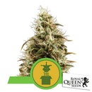 ROYAL QUEEN SEEDS - ROYAL JACK AUTO - 3 SEEDS