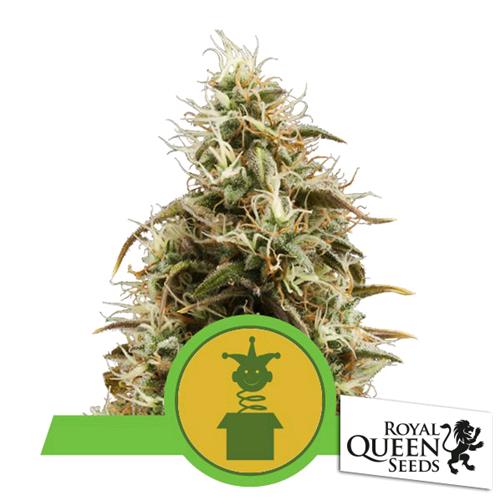 ROYAL QUEEN SEEDS - ROYAL JACK AUTO - 3 SEEDS