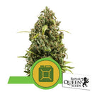 ROYAL QUEEN SEEDS - DIESEL AUTO - 3 SEEDS