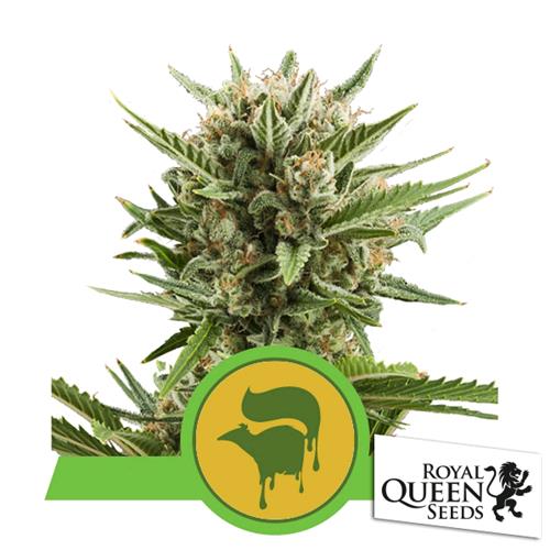 ROYAL QUEEN SEEDS - SWEET SKUNK AUTO - 3 SEEDS
