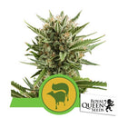 ROYAL QUEEN SEEDS - SWEET SKUNK AUTO - 10 SEEDS