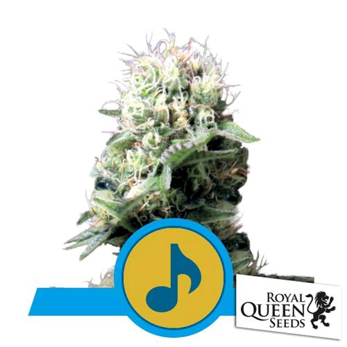 ROYAL QUEEN SEEDS - DANCE WORLD FEM CBD - 3 SEEDS