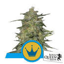 ROYAL QUEEN SEEDS - ROYAL HIGHNESS FEM CBD - 3 SEEDS