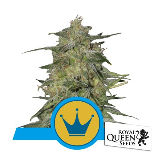 ROYAL QUEEN SEEDS - ROYAL HIGHNESS FEM CBD - 3 SEEDS