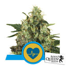 ROYAL QUEEN SEEDS - MADICAL MASS FEM CBD - 3 SEEDS