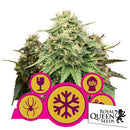 ROYAL QUEEN SEEDS - MIX FEMINIZED - 3 SEEDS