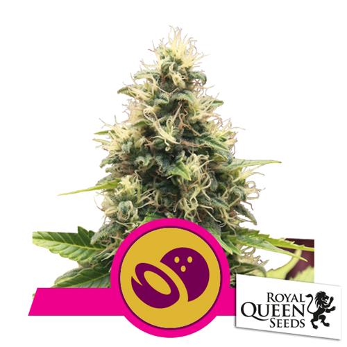 ROYAL QUEEN SEEDS - SOMANGO XL FEM - 10 SEEDS