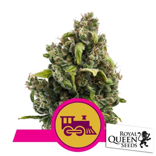ROYAL QUEEN SEEDS - CANDY KUSH EXPRESS FEM FAST - 3 SEEDS