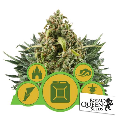 ROYAL QUEEN SEEDS - AUTOFLOWERING MIX - 3 SEEDS