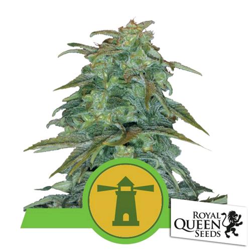 ROYAL QUEEN SEEDS - ROYAL HAZE AUTO - 3 SEEDS