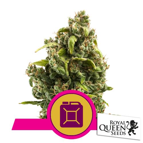 ROYAL QUEEN SEEDS - SOUR DIESEL FEM - 3 SEEDS